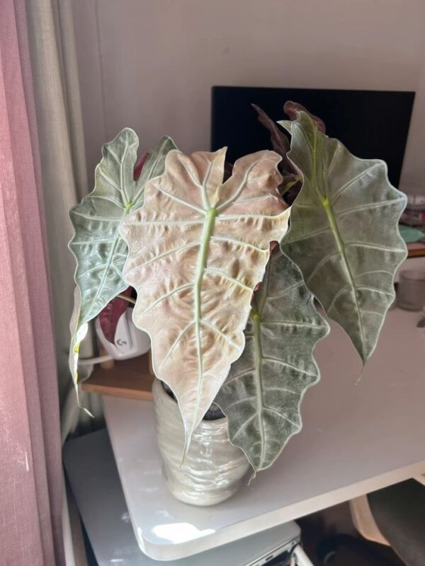 Alocasia Pink Polly Ghost/Mint